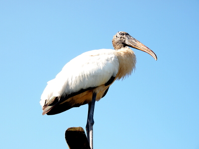 [A view looking up at a wood stork on the overhead platform. Its head has a greyish hard covering on it and its upper chest at the bottom of the neck is very fluffy with feathers. The part of the bill closest to its head is also grey.]